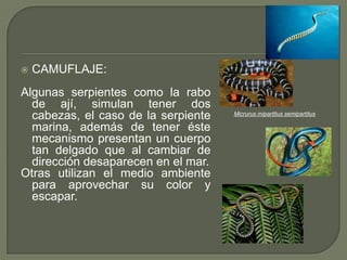    CAMUFLAJE:
Algunas serpientes como la rabo
  de ají, simulan tener dos
  cabezas, el caso de la serpiente   Micrurus mipartitus semipartitus

  marina, además de tener éste
  mecanismo presentan un cuerpo
  tan delgado que al cambiar de
  dirección desaparecen en el mar.
Otras utilizan el medio ambiente
  para aprovechar su color y
  escapar.
 