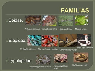  Boidae.

            Antaresia stimsoni   Epicrates cenchria   Boa constrictor      Morelia viridis




 Elapidae.

                                                                        Naja naja kaouthia
       Hydrophis atricepsv Micruroides euryxanthus Dendroaspis polylepis




 Typhlopidae.
                                               Ramphotyphlops           Typhlops exocoeti
                  Ramphotyphlops australis
                                               howi
 
