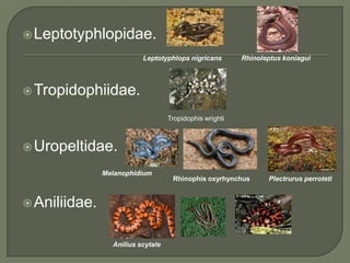  Leptotyphlopidae.
                          Leptotyphlops nigricans        Rhinoleptus koniagui




 Tropidophiidae.

                                   Tropidophis wrighti



 Uropeltidae.

               Melanophidium
                                    Rhinophis oxyrhynchus       Plectrurus perroteti


 Aniliidae.


                 Anilius scytale
 