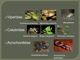  Viperidae.

         Trimeresurus gramineus   Agkistrodon contortrix         Bitis gabonica




 Colubridae.

               Arizona elegans Boiga irregularis           Chironius carinatus


 Acrochordidae



                       Acrochordus arafurae         Acrochordus
                                                    granulatus
 
