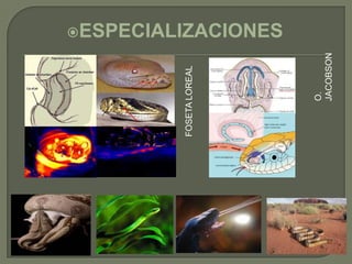 FOSETA LOREAL
                 ESPECIALIZACIONES




      O.
      JACOBSON
 