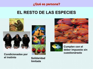 ¿Qué es persona? EL RESTO DE LAS ESPECIES Condicionados por el instinto Solidaridad  limitada Cumplen con el deber impuesto sin cuestionárselo 