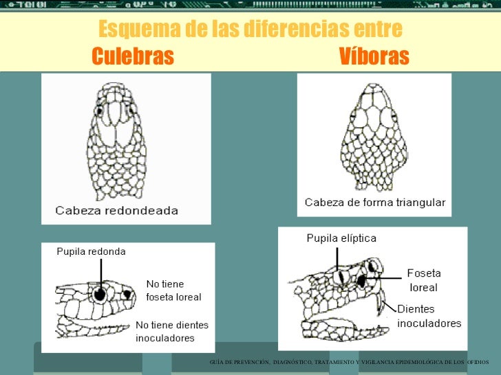 Mordeduras de Serpientes y el uso correcto de sueros