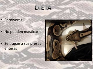 • Carnívoras

• No pueden masticar

• Se tragan a sus presas
  enteras
 