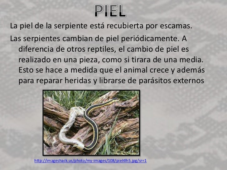 Mikoseptin el ungüento el hongo de los pies