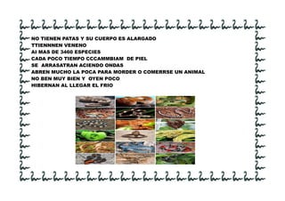 NO TIENEN PATAS Y SU CUERPO ES ALARGADO
TTIENNNEN VENENO
AI MAS DE 3460 ESPECIES
CADA POCO TIEMPO CCCAMMBIAM DE PIEL
SE ARRASATRAN ACIENDO ONDAS
ABREN MUCHO LA POCA PARA MORDER O COMERRSE UN ANIMAL
NO BEN MUY BIEN Y OYEN POCO
HIBERNAN AL LLEGAR EL FRIO
