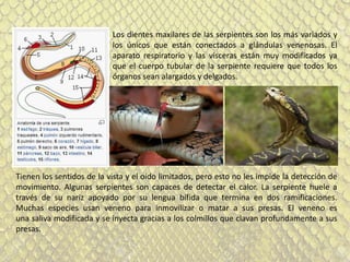 Los dientes maxilares de las serpientes son los más variados y
los únicos que están conectados a glándulas venenosas. El
aparato respiratorio y las vísceras están muy modificados ya
que el cuerpo tubular de la serpiente requiere que todos los
órganos sean alargados y delgados.
Tienen los sentidos de la vista y el oído limitados, pero esto no les impide la detección de
movimiento. Algunas serpientes son capaces de detectar el calor. La serpiente huele a
través de su nariz apoyado por su lengua bífida que termina en dos ramificaciones.
Muchas especies usan veneno para inmovilizar o matar a sus presas. El veneno es
una saliva modificada y se inyecta gracias a los colmillos que clavan profundamente a sus
presas.
 
