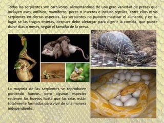 Todas las serpientes son carnívoras, alimentándose de una gran variedad de presas que
incluyen aves, anfibios, mamíferos, peces o insectos e incluso reptiles, entre ellos otras
serpientes en ciertas especies. Las serpientes no pueden masticar el alimento, y en su
lugar se las tragan enteras, despues debe aletargar para digerir la comida, que puede
durar días o meses, según el tamaño de la presa.
La mayoría de las serpientes se reproducen
poniendo huevos, pero algunas especies
retienen los huevos hasta que las crías están
totalmente formadas para vivir de una manera
independiente.
 