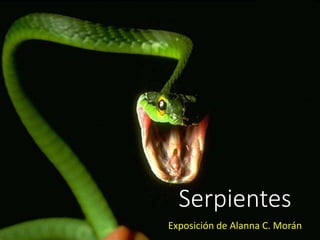 Serpientes
Exposición de Alanna C. Morán
 