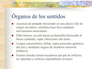 Órganos de los sentidos
   Ausencia de párpado (fusionado en una placa). Ojo de
    origen novedoso, cristalino hace foco mediante
    movimientos musculares .
   Oído interno, un solo hueso (columnilla) fusionada al
    hueso cuadrado, capta vibraciones del suelo.
   Lengua característica, bífida, capta particulas químicas
    del aire y mediante órgano de Jacobson sensorial
    (olfativo)
   Fosetas loreales termo-receptores (un par de orificios
    en vipéridos y orificios supralabiales en boas)
 