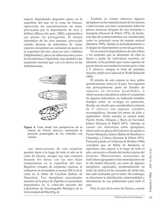 Pelamis platurus en Oaxaca… 41
CienciayMar2007,XI(33):39-43
Figura 4. Vista desde tres perspectivas de la
cabeza de Pelamis platurus, mostrando la
posición proteroglifa de los colmillos con
veneno.
especie depredando pequeños peces en la
superficie del mar en la costa de Oaxaca.
Aprovecha las concentraciones de estos,
provocadas por la depredación de aves y
delfines (Meraz obs. pers., 2001), capturando a
sus presas sin perseguirlas. El frenesí
alimenticio de las aves marinas, provocado
cuando decenas de individuos de varias
especies encuentran un cardumen de peces en
la superficie del mar, atrae no solo a delfines
(Delphinidae) y peces de tallas mayores (como
los Scombridae o Xiphiidae), sino también a las
serpientes marinas que van a la deriva en las
inmediaciones.
Las observaciones de esta serpiente
pueden darse a lo largo de todo el año en la
costa de Oaxaca, aunque son más comunes
durante los meses con las más bajas
temperaturas en la superficie del mar.
Registros visuales de serpientes marinas se
realizaron en noviembre a escasos 200 m de la
costa en la bahía de Cacaluta (bahías de
Huatulco). Tres ejemplares encontrados
muertos en la playa de Zipolite se encuentran
depositados en la colección docente del
Laboratorio de Oceanografía Biológica de la
UniversidaddelMar(Fig. 4).
También es común observar algunos
ejemplares en las inmediaciones de los morros
o islas rocosas, así como varamientos sobre las
playas arenosas después de una tormenta o
marejada (Dunson & Ehlert 1971); de hecho,
este tipo de acontecimientos son considerados
como su principal causa de muerte natural
(Martens 1995), debido al deshidratamiento o
el ataque dedepredadores(comolasgaviotas).
No se conocen depredadores de esta víbora
y los animales que se alimentan de ellas lo
hacen a partir de individuos muertos; no
obstante, se ha probado que varias especies de
garzas tienen una tendencia innata para evitar
a P. platurus, aunque se trate de animales
muertos (Sullivan-Caldwell & Wolff-Rubinoff
1983).
El estudio de esta especie es muy pobre
(prácticamente nulo) en el país. Sus registros
son principalmente parte de listados de
especies en diversas localidades, u
observaciones anecdóticassobre el varamiento
de algunos individuos, no habiendo notables
trabajos sobre su ecología en particular.
Resalta un estudio que consideraba la relación
de P. platurus con algunas variables
oceanográficas, durante los meses de julio y
septiembre. Dicho estudio se realizó entre
Puerto Arista, Chiapas, y Barra de Navidad,
Jalisco (Dunson & Ehlert 1971). Además se
cuenta con referencias sobre ejemplares
observados en playas de Guerrero (Acapulco o
Puerto Marqués), Jalisco (Bahía de Banderas o
Chamela) y Colima (Dunson & Ehlert 1971).
Pickwell (citado en Vallarino & Weldon 1996)
considera que en Bahía de Banderas se
reproduce esta especie a lo largo de todo el
año, con un pico a finales del otoño e inicios del
invierno. Observaciones ocasionales de
individuos agrupados en las inmediaciones de
la isla Isabel (Nayarit), así como de algunos
ejemplares capturados incidentalmente en
redes de deriva en las cercanías de dicha isla,
han sido realizadas por el autor. Sin embargo,
se desconoce la distribución, estacionalidad y
abundancia de sus poblaciones para todo el
país.
Para el caso de la costa de Oaxaca, a pesar
 