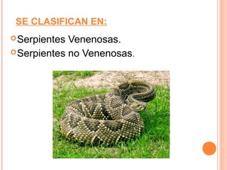 SE CLASIFICAN EN:
 Serpientes Venenosas.
 Serpientes no Venenosas .
 