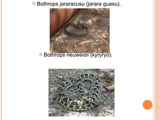   Bothrops jararacusu (jarara guasu).




       Bothrops neuweidii (kyryryo).
 