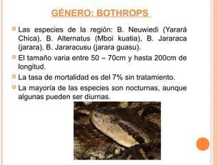 GÉNERO: BOTHROPS
 Las especies de la región: B. Neuwiedi (Yarará
  Chica), B. Alternatus (Mboi kuatia), B. Jararaca
  (jarara), B. Jararacusu (jarara guasu).
 El tamaño varia entre 50 – 70cm y hasta 200cm de
  longitud.
 La tasa de mortalidad es del 7% sin tratamiento.

 La mayoría de las especies son nocturnas, aunque
  algunas pueden ser diurnas.
 
