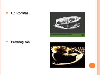    Opistoglifas




   Proteroglifas
 