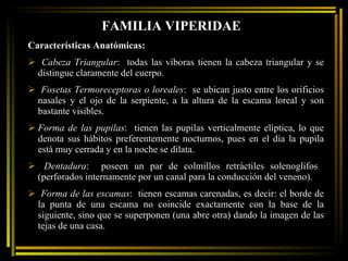 FAMILIA VIPERIDAE Características Anatómicas:  Cabeza Triangular :  todas las víboras tienen la cabeza triangular y se distingue claramente del cuerpo.  Fosetas Termoreceptoras o loreales :  se ubican justo entre los orificios nasales y el ojo de la serpiente, a la altura de la escama loreal y son bastante visibles. Forma de las pupilas :  tienen las pupilas verticalmente elíptica, lo que denota sus hábitos preferentemente nocturnos, pues en el día la pupila está muy cerrada y en la noche se dilata. Dentadura :  poseen un par de colmillos retráctiles solenoglifos  (perforados internamente por un canal para la conducción del veneno). Forma de las escamas :  tienen escamas carenadas, es decir: el borde de la punta de una escama no coincide exactamente con la base de la siguiente, sino que se superponen (una abre otra) dando la imagen de las tejas de una casa. 