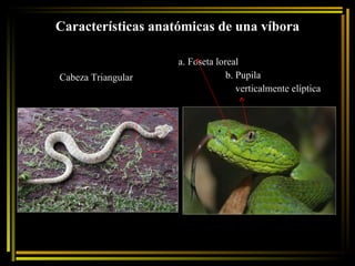 Características anatómicas de una víbora  Cabeza Triangular a. Foseta loreal  b. Pupila  verticalmente elíptica 