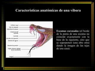Características anatómicas de una víbora  Escamas carenadas  ( el borde de la punta de una escama no coincide exactamente con la base de la siguiente, sino que se superponen (una abre otra) dando la imagen de las tejas de una casa). 