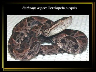 Bothrops asper:  Terciopelo o equis 