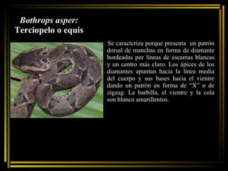 Bothrops asper:  Terciopelo o equis Se caracteriza porque presenta  un patrón dorsal de manchas en forma de diamante bordeadas por líneas de escamas blancas y un centro más claro. Los ápices de los diamantes apuntan hacia la línea media del cuerpo y sus bases hacia el vientre dando un patrón en forma de “X” o de zigzag. La barbilla, el vientre y la cola son blanco amarillentos. 