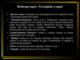 Bothrops asper:  Terciopelo o equis Tipo de veneno : Hemolítico (la desintegración de los glóbulos rojos) y necrosante (muerte del tejido). Mordedura/Síntomas : dolor severo, inflamación, sangrado local, equimosis (sangrado de los capilares de la piel), necrosis (muerte del tejido adyacente), náuseas, vómito, hipotensión (presión sanguínea mucho más baja de lo normal), sudoración, fiebre, oliguria (disminución en la producción de orina).  Comportamiento defensivo : tienden a morder cuando se sienten amenazadas o al ser pisadas. Hábitat : habita en los Bosquea húmedoa, Bosque muy húmedo tropical y en orillas de fuentes de agua. Comúnmente se adaptan a asentamientos humanos. Dieta : se alimenta de ranas, lagartijas, ratones y aves. Tamaño :  puede alcanzar los 2,5 m de largo. 