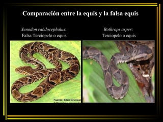 Comparación entre la equis y la falsa equis Xenodon rabdocephalus :  Falsa Terciopelo o equis Bothrops asper :  Terciopelo o equis 