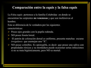 Comparación entre la equis y la falsa equis La Falsa equis  pertenece a la familia Colubridae  en donde se  encuentran las serpientes  no venenosas  y que son inofensivas al  hombre.  Esta se diferencia de la verdadera por las siguientes  características: Posee ojos grandes con la pupila redonda. NO posee foseta loreal.  El patrón de coloración dorsal es uniforme, presenta manchas  oscuras  irregulares   que asemejan una “X”.  NO posee colmillos. Es opistoglifa, es decir: que posee una saliva con propiedades tóxicas y su mordedura puede ocasionar serias infecciones si no se trata higiénicamente, pero NO es mortal.  