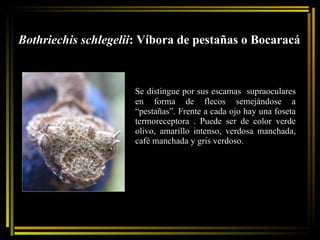 Bothriechis schlegelii : Víbora de pestañas o Bocaracá Se distingue por sus escamas  supraoculares en forma de flecos semejándose a “pestañas”. Frente a cada ojo hay una foseta termoreceptora . Puede ser de color verde olivo, amarillo intenso, verdosa manchada, café manchada y gris verdoso.  