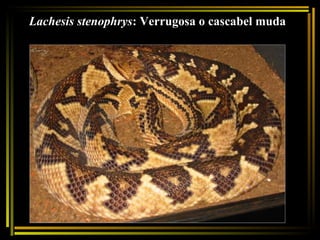Lachesis stenophrys : Verrugosa o cascabel muda 