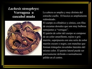 Lachesis stenophrys : Verrugosa  o cascabel muda La cabeza es amplia y muy distinta del estrecho cuello.  El hocico es ampliamente redondeado.  El cuerpo es cilíndrico y cónico, con filas de escamas dorsales que son muy bulbosa semejantes a “verrugas”. El patrón de color del cuerpo se compone de un color amarillento, rojizo o gris marrón, superpuesta con una serie de color marrón oscuro o negro, con manchas que forman triángulos invertidos laterales del mismo color. El patrón lateral puede ser precisamente definido o normalmente pálido en el centro.  