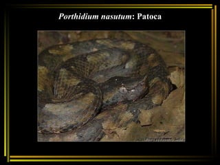 Porthidium nasutum : Patoca 