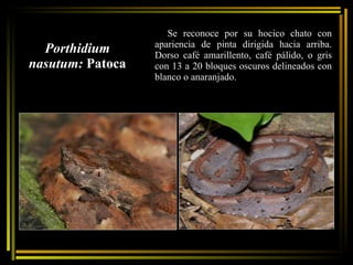 Porthidium nasutum:  Patoca Se reconoce por su hocico chato con apariencia de pinta dirigida hacia arriba. Dorso café amarillento, café pálido, o gris con 13 a 20 bloques oscuros delineados con blanco o anaranjado.  