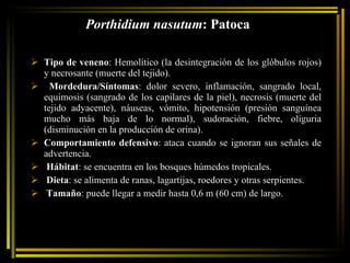 Porthidium nasutum : Patoca Tipo de veneno : Hemolítico (la desintegración de los glóbulos rojos) y necrosante (muerte del tejido).  Mordedura/Síntomas : dolor severo, inflamación, sangrado local, equimosis (sangrado de los capilares de la piel), necrosis (muerte del tejido adyacente), náuseas, vómito, hipotensión (presión sanguínea mucho más baja de lo normal), sudoración, fiebre, oliguria (disminución en la producción de orina).  Comportamiento defensivo : ataca cuando se ignoran sus señales de advertencia. Hábitat : se encuentra en los bosques húmedos tropicales. Dieta : se alimenta de ranas, lagartijas, roedores y otras serpientes. Tamaño : puede llegar a medir hasta 0,6 m (60 cm) de largo. 