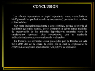 CONCLUSIÓN Las víboras representan un papel importante  como controladores biológicos de las poblaciones de roedores (ratas) que trasmiten muchas enfermedades.  NO mate indiscriminadamente a estos reptiles, porque se pierde el equilibrio ecológico natural, por el contrario se deben tomar medidas de preservación de los animales depredadores naturales como la serpiente-no venenosa-  Boa constrictora , que es asesinada indiscriminadamente y es considerada  vulnerable. En Panamá las serpientes están protegidas por la Resolución AG 0051-2008 del 22 de enero de 2008, por la cual se  reglamenta lo relativo a las especies amenazadas y en peligro de extinción. 