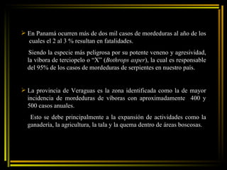 En Panamá ocurren más de dos mil casos de mordeduras al año de los  cuales el 2 al 3 % resultan en fatalidades.  Siendo la especie más peligrosa por su potente veneno y agresividad, la víbora de terciopelo o “X” ( Bothrops asper ), la cual es responsable del 95% de los casos de mordeduras de serpientes en nuestro país. La provincia de Veraguas es la zona identificada como la de mayor incidencia de mordeduras de víboras con aproximadamente  400 y 500 casos anuales. Esto se debe principalmente a la expansión de actividades como la ganadería, la agricultura, la tala y la quema dentro de áreas boscosas. 