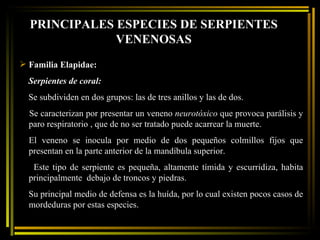PRINCIPALES ESPECIES DE SERPIENTES VENENOSAS Familia Elapidae: Serpientes de coral:   Se subdividen en dos grupos: las de tres anillos y las de dos.  Se caracterizan por presentar un veneno  neurotóxico  que provoca parálisis y paro respiratorio , que de no ser tratado puede acarrear la muerte. El veneno se inocula por medio de dos pequeños colmillos fijos que presentan en la parte anterior de la mandíbula superior. Este tipo de serpiente es pequeña, altamente tímida y escurridiza, habita principalmente  debajo de troncos y piedras. Su principal medio de defensa es la huída, por lo cual existen pocos casos de mordeduras por estas especies. 