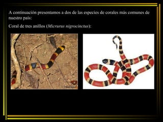A continuación presentamos a dos de las especies de corales más comunes de nuestro país: Coral de tres anillos ( Micrurus nigrocinctus ): 