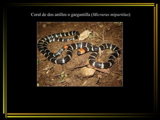 Coral de dos anillos o gargantilla ( Micrurus mipartitus ) 