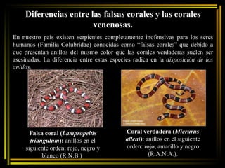 Diferencias entre las falsas corales y las corales venenosas. En nuestro país existen serpientes completamente inofensivas para los seres humanos (Familia Colubridae) conocidas como “falsas corales” que debido a que presentan anillos del mismo color que las corales verdaderas suelen ser asesinadas. La diferencia entre estas especies radica en la  disposición de los anillos . Coral verdadera ( Micrurus alleni ) :  anillos en el siguiente orden: rojo, amarillo y negro (R.A.N.A.). Falsa coral ( Lampropeltis triangulum ):  anillos en el siguiente orden: rojo, negro y blanco (R.N.B.)  