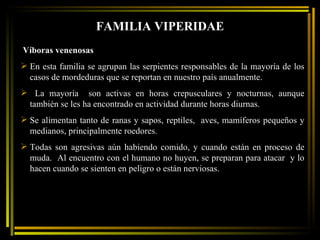 FAMILIA VIPERIDAE Víboras venenosas En esta familia se agrupan las serpientes responsables de la mayoría de los casos de mordeduras que se reportan en nuestro país anualmente.  La mayoría  son activas en horas crepusculares y nocturnas, aunque también se les ha encontrado en actividad durante horas diurnas.  Se alimentan tanto de ranas y sapos, reptiles,  aves, mamíferos pequeños y medianos, principalmente roedores.  Todas son agresivas aún habiendo comido, y cuando están en proceso de muda.  Al encuentro con el humano no huyen, se preparan para atacar  y lo hacen cuando se sienten en peligro o están nerviosas.  
