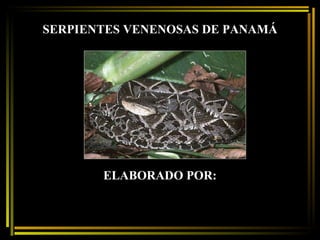SERPIENTES VENENOSAS DE   PANAMÁ ELABORADO POR: 