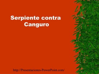 Serpiente contra  Canguro http://Presentaciones-PowerPoint.com/ 