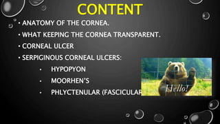 CONTENT
• ANATOMY OF THE CORNEA.
• WHAT KEEPING THE CORNEA TRANSPARENT.
• CORNEAL ULCER
• SERPIGINOUS CORNEAL ULCERS:
• HYPOPYON
• MOORHEN’S
• PHLYCTENULAR (FASCICULAR)
 