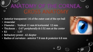 ANATOMY OF THE CORNEA.
GROSS ANATOMY
• Anterior transparent 1/6 of the outer coat of the eye ball
• Avascular
• Diameter : Vertical 11 mm & horizontal 12 mm
• Thickness : 0.67 peripherally & 0.52 mm at the center
• R.I : 1.37
• Refractory power : 42 diopter
• Radius of curvature : anterior 7.8 mm & posterior 6.8 mm
 