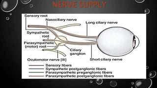 NERVE SUPPLY
 