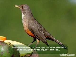 6  - Nosotros oimos CD's... Ellos oyen una perpetua sinfonía de pajaros, grillos y otros pequeños animales...   