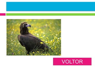VOLTOR
NEGRE

 