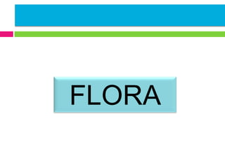 FLORA

 
