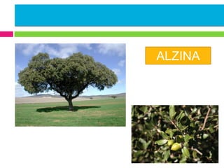 ALZINA

 
