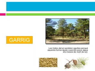 GARRIG
A

 
